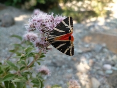 Euplagia quadripunctaria