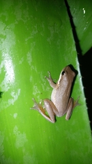 Litoria fallax