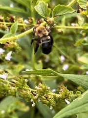 Apinae