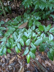 Hopea kerangasensis