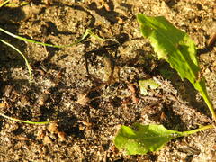 Pelecinus polyturator