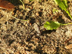 Pelecinus polyturator