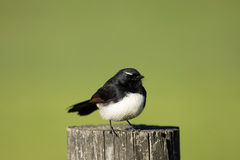 Rhipidura leucophrys