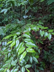 Hopea kerangasensis