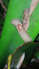 Triboniophorus graeffei