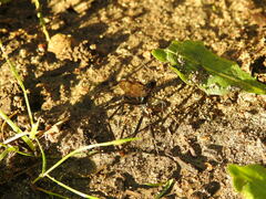 Pelecinus polyturator