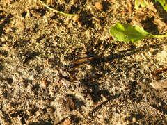 Pelecinus polyturator