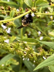 Apinae