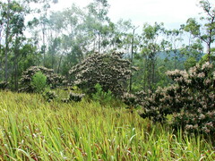 Miconia albicans