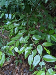 Hopea kerangasensis