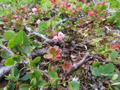 Vaccinium vitis-idaea