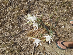 Pancratium maritimum