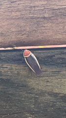 Pseudomops septentrionalis