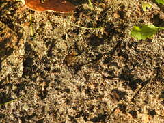 Pelecinus polyturator