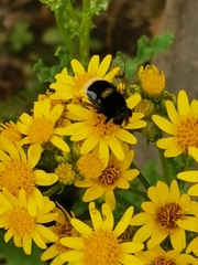 Eristalis intricaria