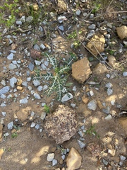 Lessertia frutescens