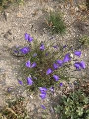 Campanula scheuchzeri