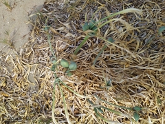 Pancratium maritimum