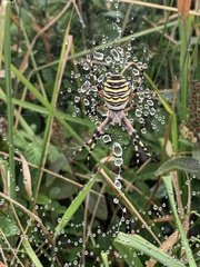 Argiope bruennichi