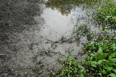 Rorippa amphibia