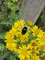Eristalis intricaria