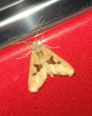 Phlogophora periculosa