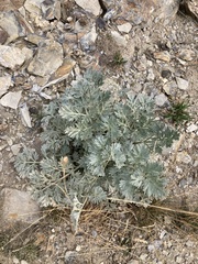 Artemisia absinthium