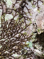 Frullania eboracensis