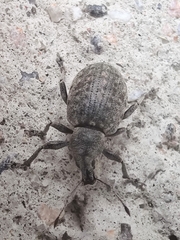 Liophloeus tessulatus