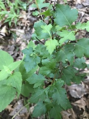 Crataegus mollis