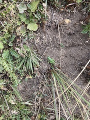 Decticus verrucivorus