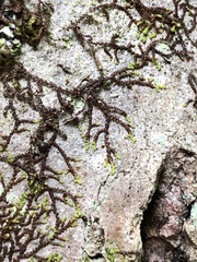 Frullania eboracensis