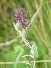 Stachys sylvatica