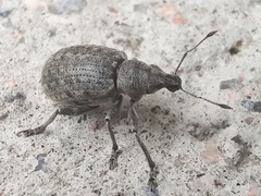 Liophloeus tessulatus