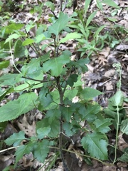 Crataegus mollis
