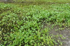 Rorippa amphibia