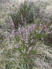 Calluna vulgaris