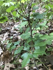 Crataegus mollis