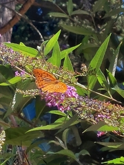 Argynnis paphia
