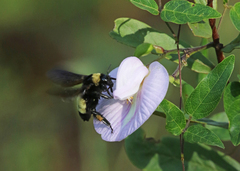 Bombus pensylvanicus
