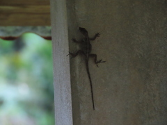 Anolis cristatellus