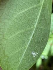 Gibellula