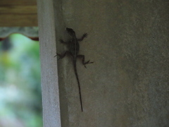 Anolis cristatellus