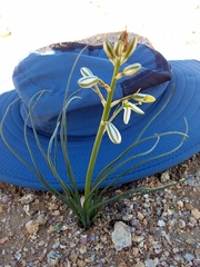 Albuca