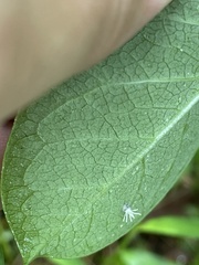 Gibellula