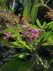 Argynnis paphia