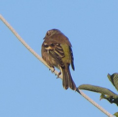 Fringilla coelebs