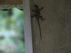 Anolis cristatellus