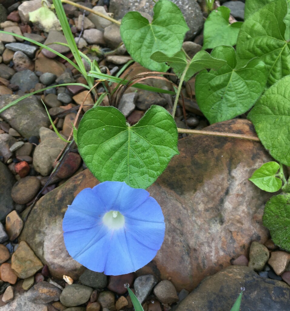 Semi Foglia Intera Morning Glory Ipomoea Hederacea Var Integriuscula - 8 Semi - copertina