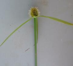 Cyperus melanospermus
